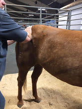 Load image into Gallery viewer, Integrated Equine Sports Therapy Session - We are NOT currently working on horses.