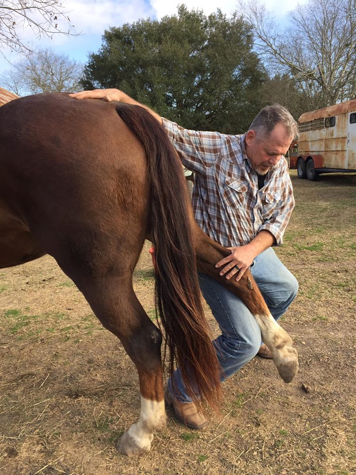 Integrated Equine Sports Therapy Session