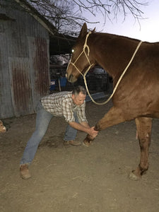 Integrated Equine Sports Therapy Session